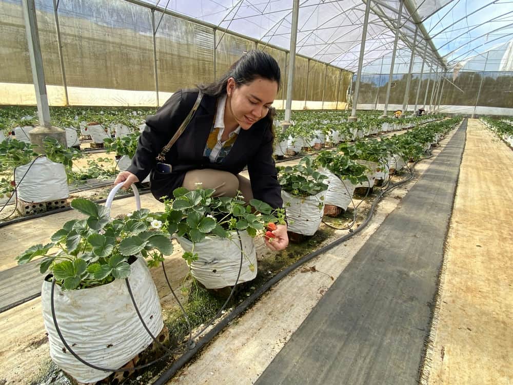 Trồng 1 triệu cây mai anh đào để Măng Đen thành thị trấn hoa