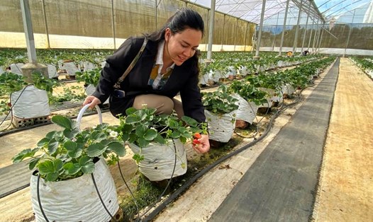 Du khách đến Măng Đen trải nghiệm vườn dâu tây hữu cơ, công nghệ cao. Ảnh: Thanh Tuấn
