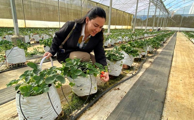Tourists come to Mang Den to experience the organic, high-tech strawberry garden. Photo: Thanh Tuan