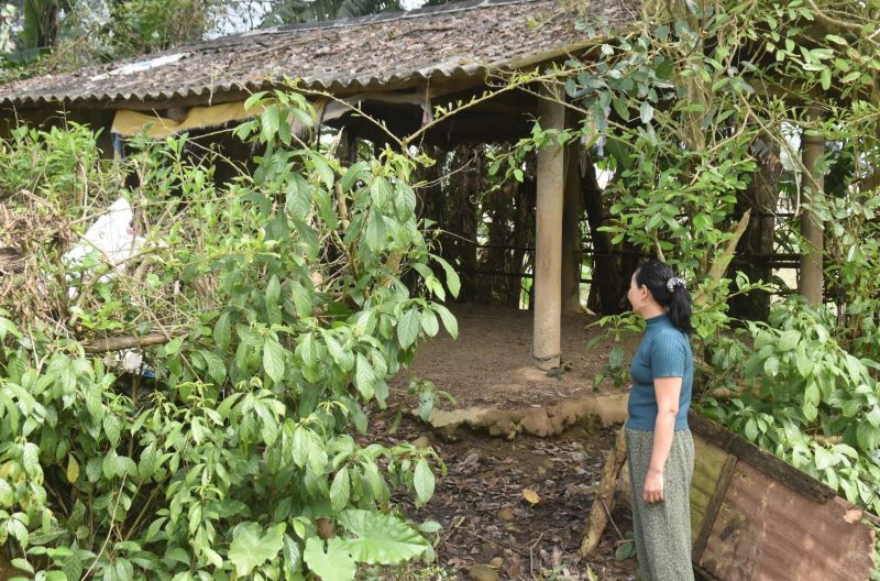 Out of 11 buffaloes, 6 died, causing many years of raising buffaloes by Mrs. Bien's family to be "down the drain". Photo: H.Nguyen