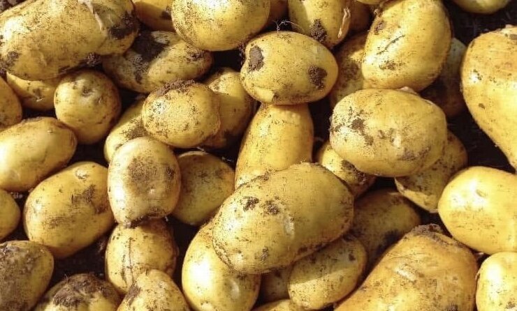 Properly processed potatoes will be a source of vitamin C. Photo: Kieu Vu