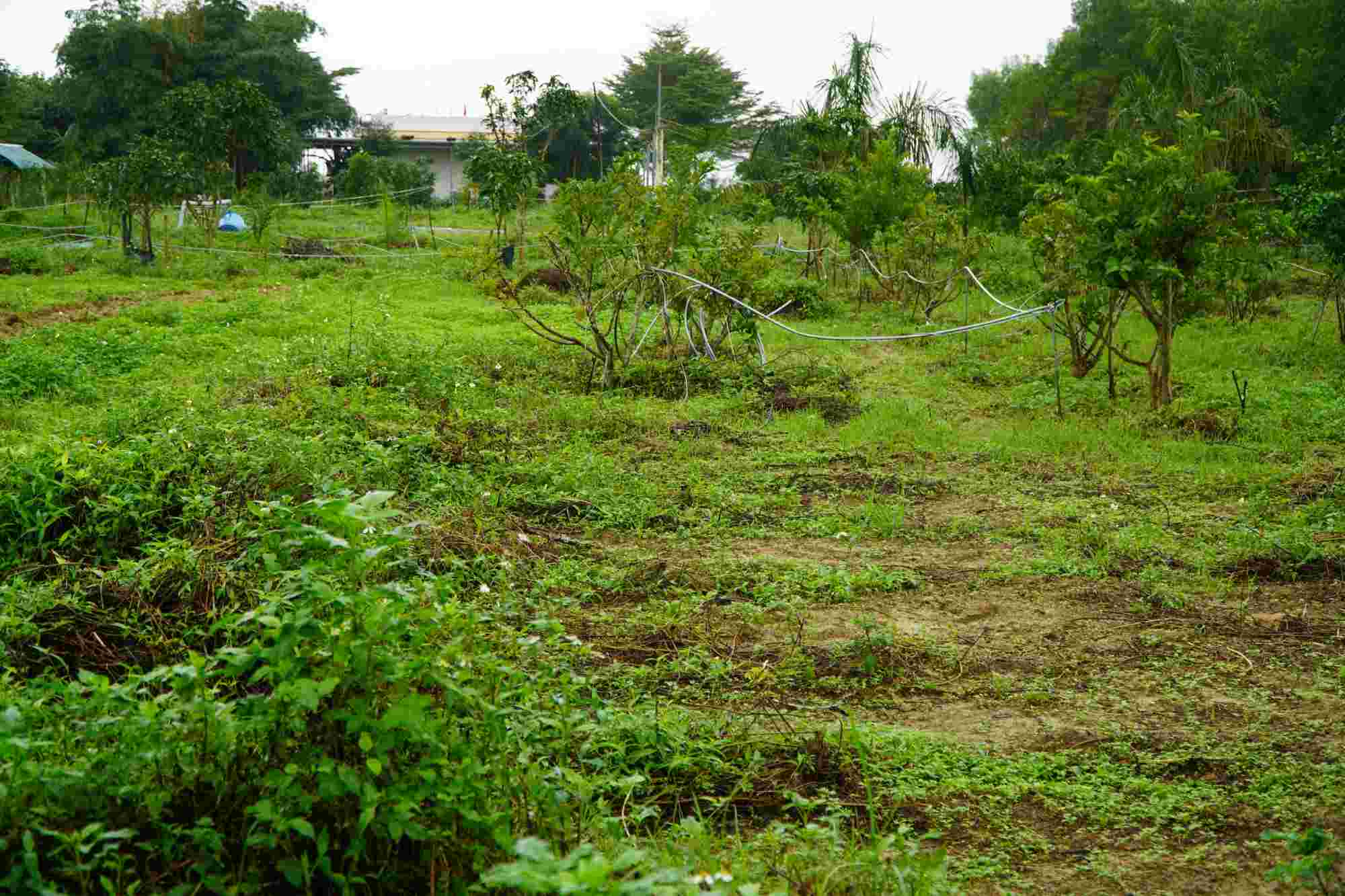 The project's goal is to produce leafy vegetables and fruit vegetables, but for many years, the project campus has been deserted and desolate. Photo: Vien Nguyen