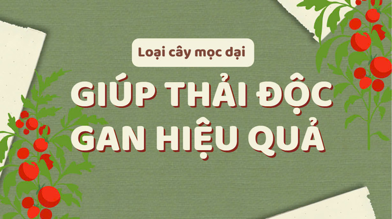 Wild plants help detoxify the liver effectively