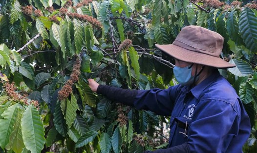 Công nhân cho rằng, quyền lợi bị ảnh hưởng khi nộp tiền bảo hiểm bằng giá trị của 1,7 tấn cà phê/năm. Ảnh: Thanh Tuấn