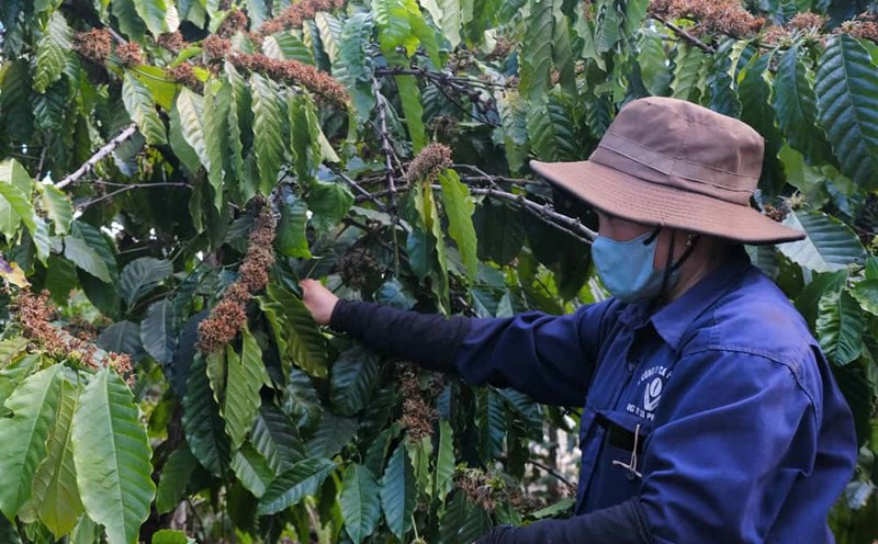 Workers said that their rights were affected when paying insurance money equal to the value of 1.7 tons of coffee/year. Photo: Thanh Tuan