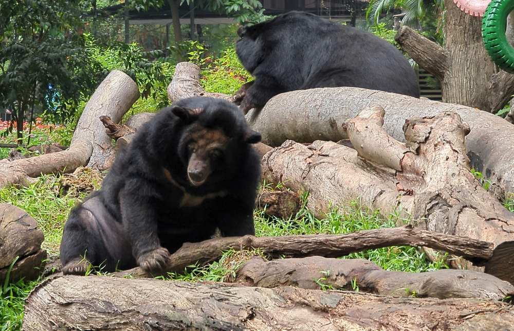 Special Valentine's Day for the pair of bear and horse at Saigon Zoo