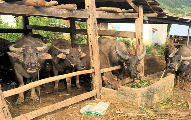 The authorities are looking for ways to control the disease in buffaloes and cows in Dak Glei district. Photo: Thanh Tuan