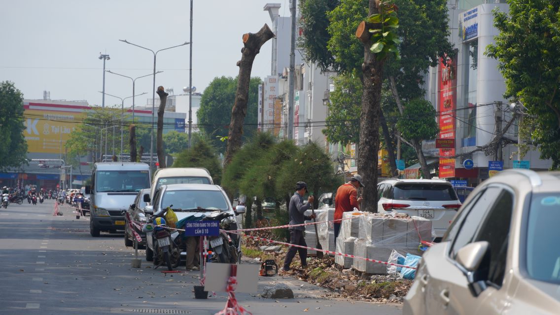 Cac nhan cong dang bung goc cay. Anh: Ta Quang