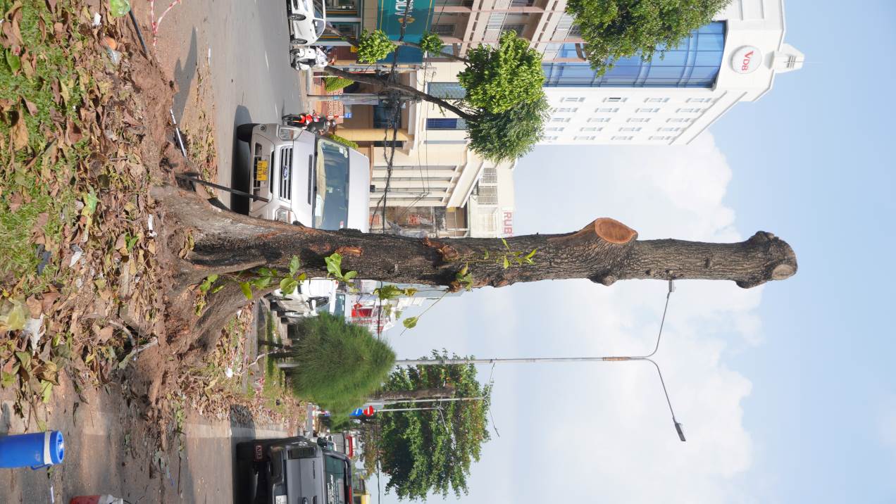 Cay bang tren tuyen da duoc cat tro trui. Anh: Ta Quang