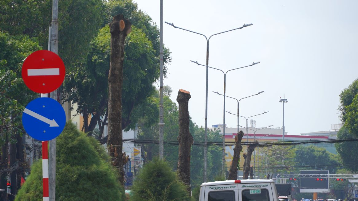 Hang cay bang da bi cat di phan ngon. Anh: Ta Quang