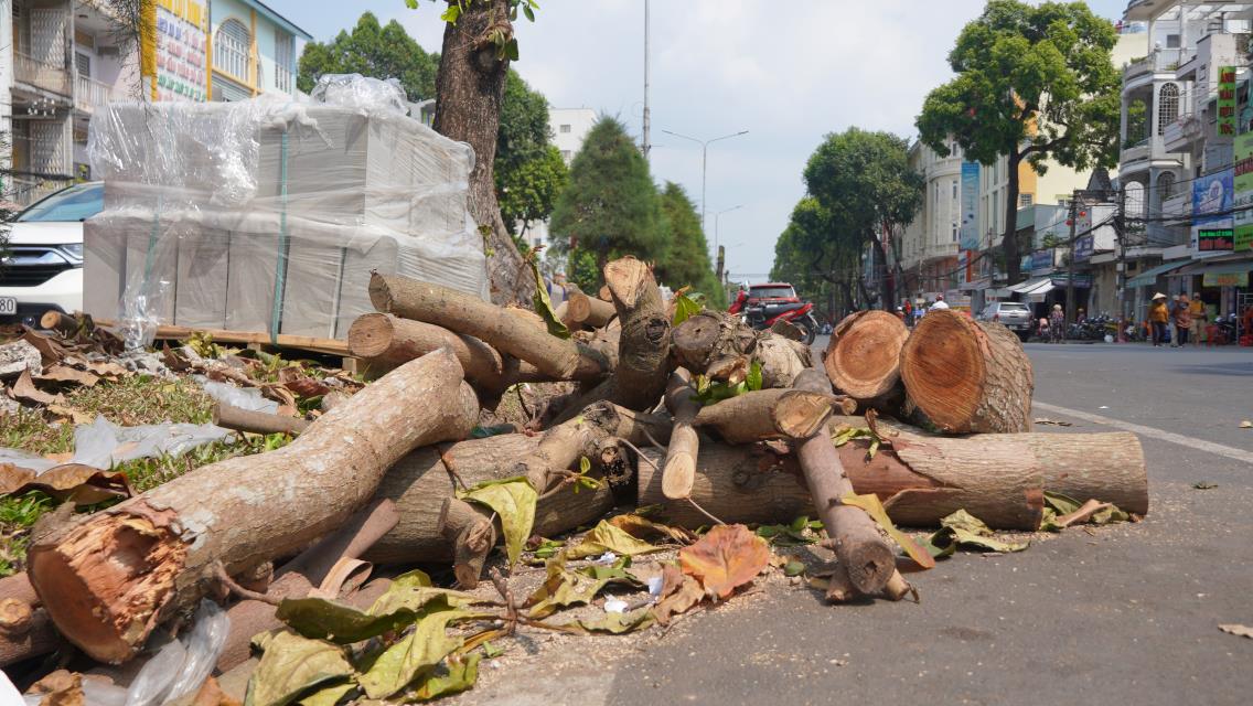 Cay duoc cat khuc to va nho de duoi long duong. Anh: Ta Quang