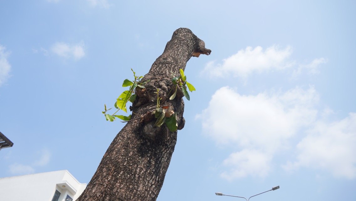 The construction unit relocated a row of old trees in the center of Can Tho. Photo: Ta Quang