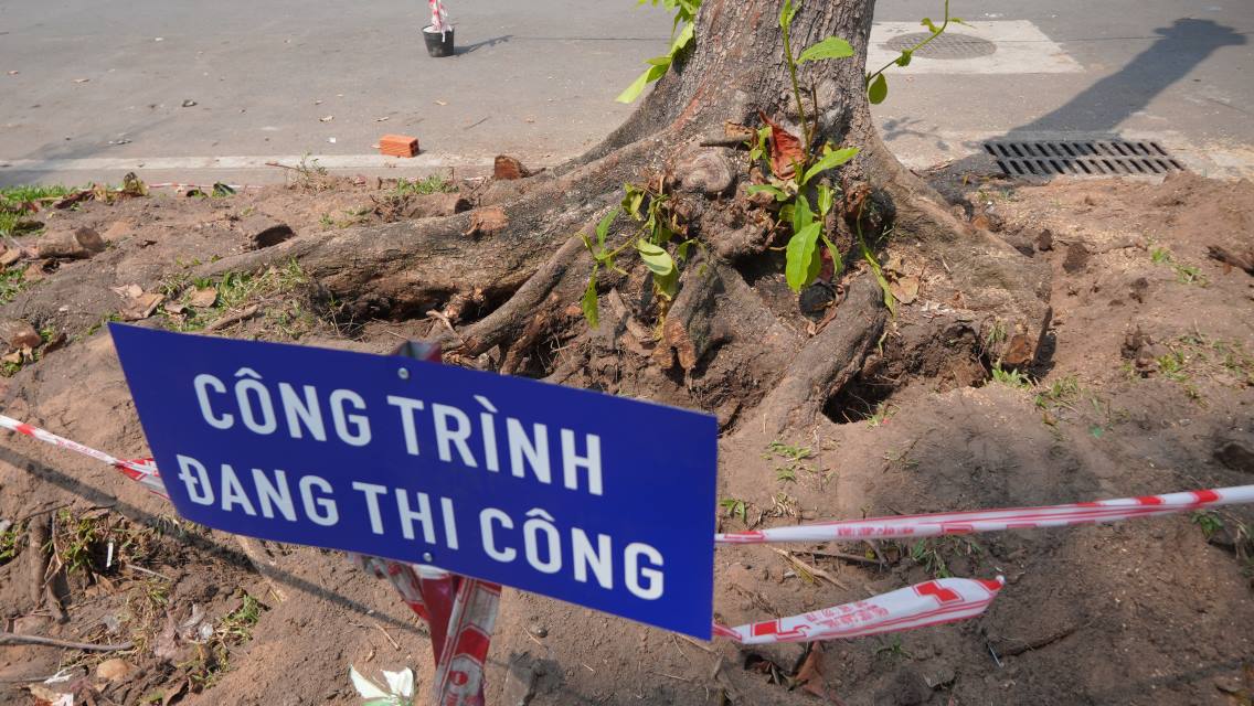 Cay bang dang duoc bung goc. Anh: Ta Quang