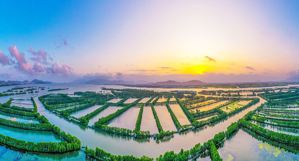 Con Chim - Thi Nai mangrove forest ecosystem. Photo: Nguyen Dung.