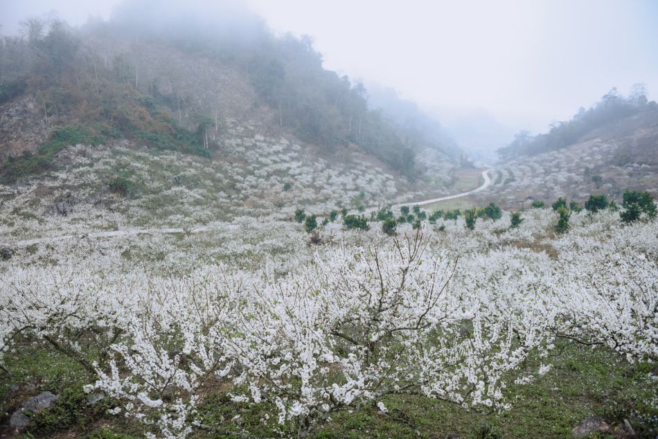 Plum blossoms bloom white in Pa Phach village. Photo: Dang Doan Sang