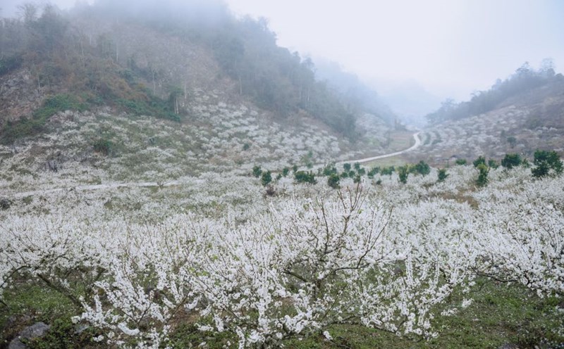 Plum blossoms bloom white in Pa Phach village. Photo: Dang Doan Sang