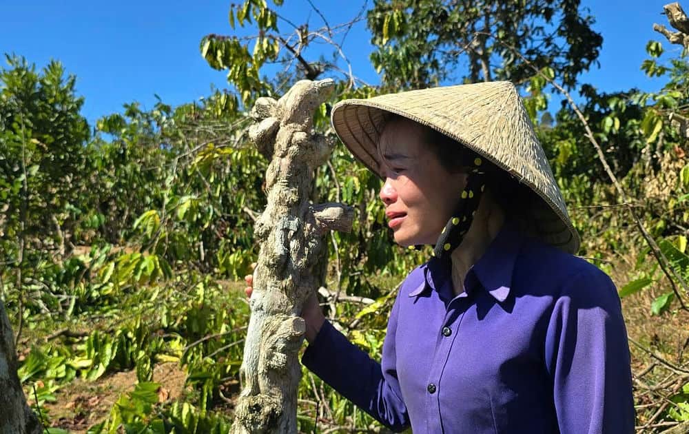 Chị Thanh bật khóc bên cây cà phê bị kẻ gian chặt phá. Ảnh: Thanh Tuấn 