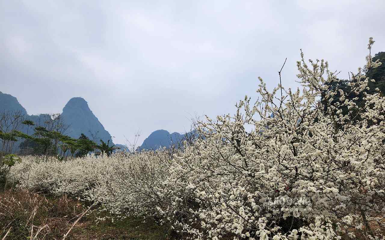 Hoa man trang muot khien du khach khong the roi mat khi dat chan toi day. Anh: Tan Van, Hoang Tam.