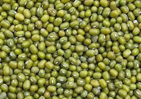 Proper processing will optimize the ability of green beans to reduce blood fat. Photo: Kieu Vu