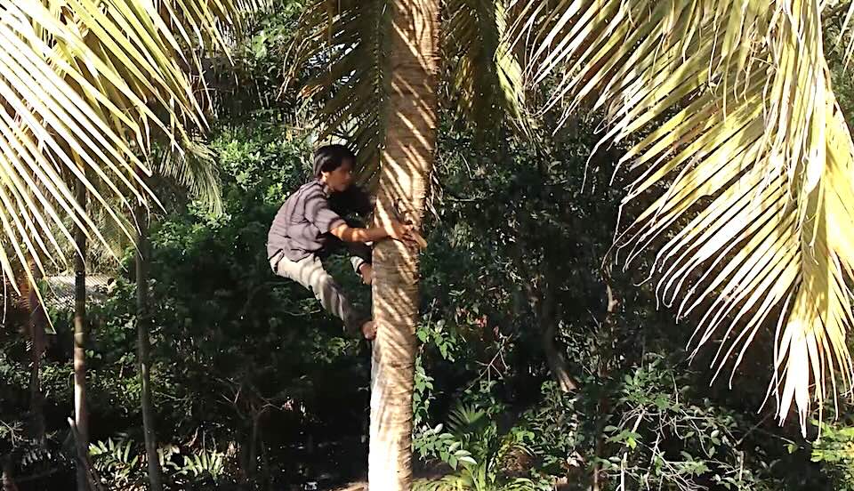 The blind man climbed the coconut tree quickly and overcame difficulties. Photo: Hoang Loc