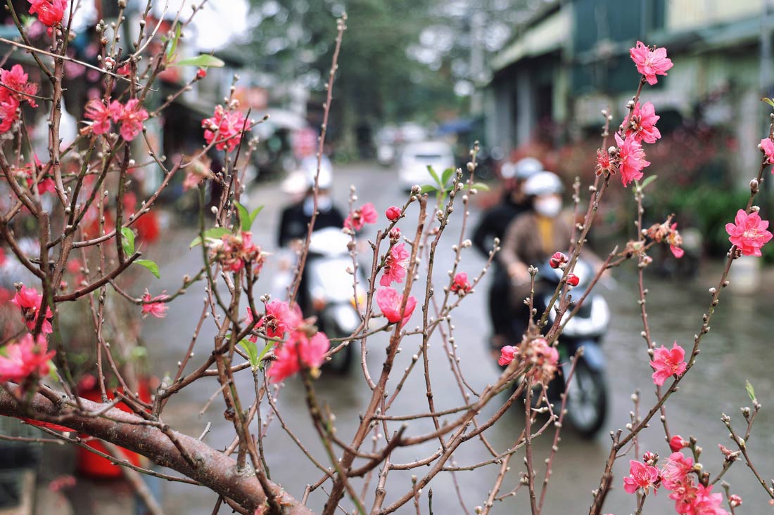 Thoi diem nay, hoa dao van dep khong thua kem gi dao Tet.