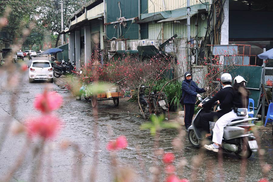 Nhung nhung ngay nay, tren cho hoa Quang An (Tay Ho, Ha Noi) van ngap sac hong cua hoa dao no muon. Du da het Tet Nguyen dan, nhieu tieu thuong van bay ban dao, phuc vu nhu cau cua nguoi dan.