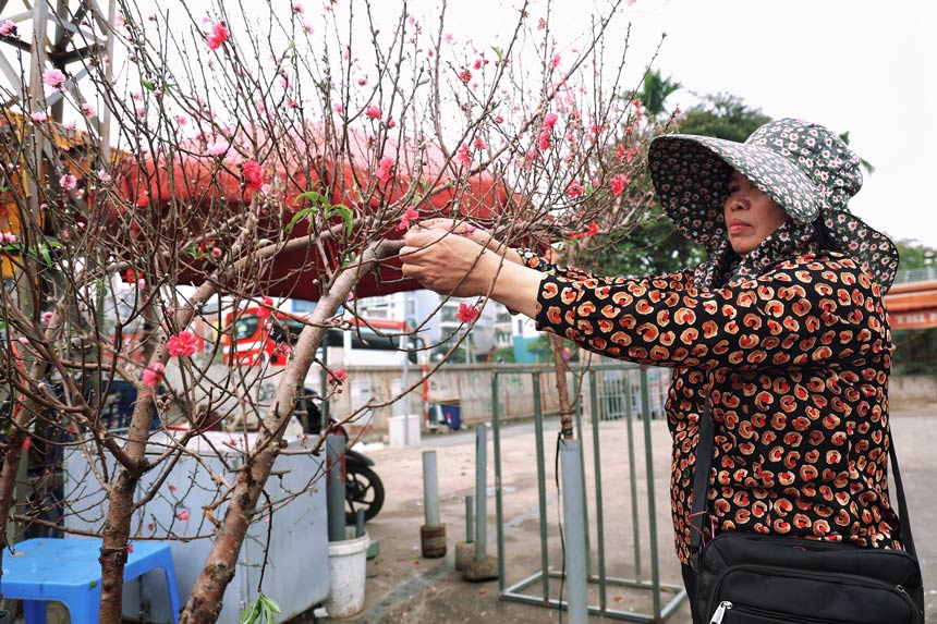 Ba Do Tam Linh (tieu thuong cho hoa Quang An) cho biet, nhu cau choi dao sau Tet cua khach rat dong vi gia hoa sau Tet re ma chat luong hoa van dep. Hien tai, cac canh dao huyen ba Linh ban cung chi co gia khoang 500.000 dong/canh.