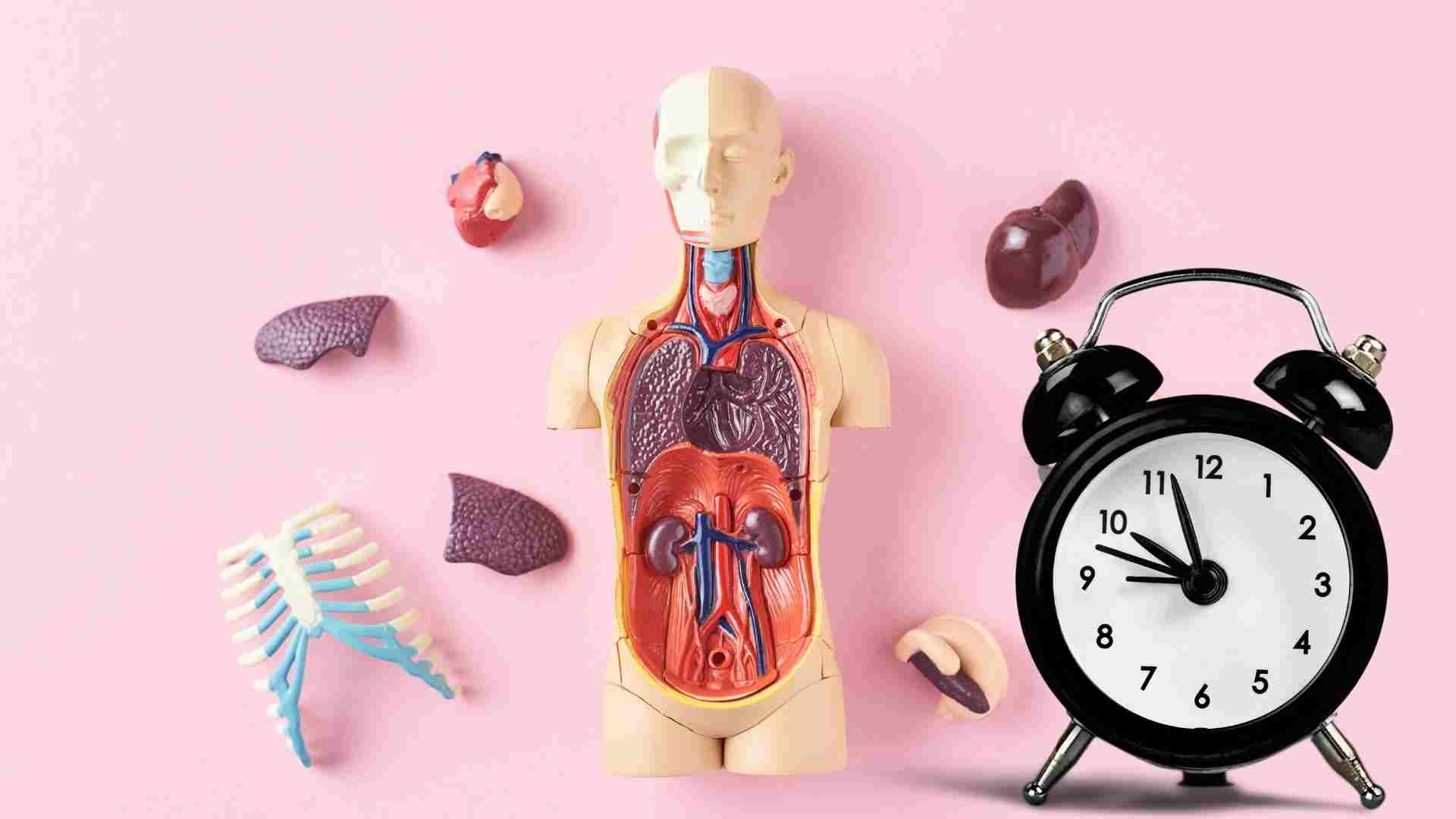 Some good time frames to eliminate toxins in the body. Graphics: Ha May