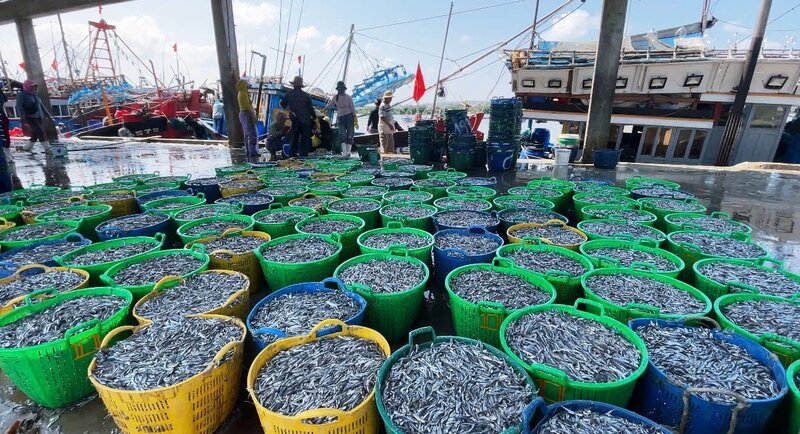 The anchovies, after being purchased, are widely consumed in Quang Ngai and the Central Highlands provinces. Photo: Vien Nguyen.