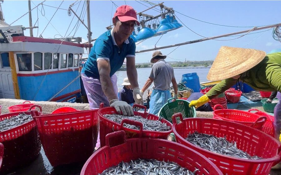 Quang Ngai fishermen caught a big fish. Photo: Vien Nguyen