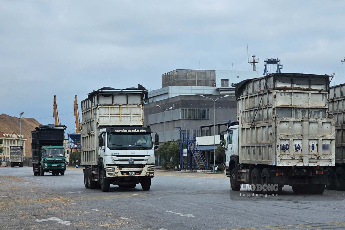 Vehicles carrying wood chips for export at Cai Lan port, Ha Long city, Quang Ninh province. Photo: Doan Hung