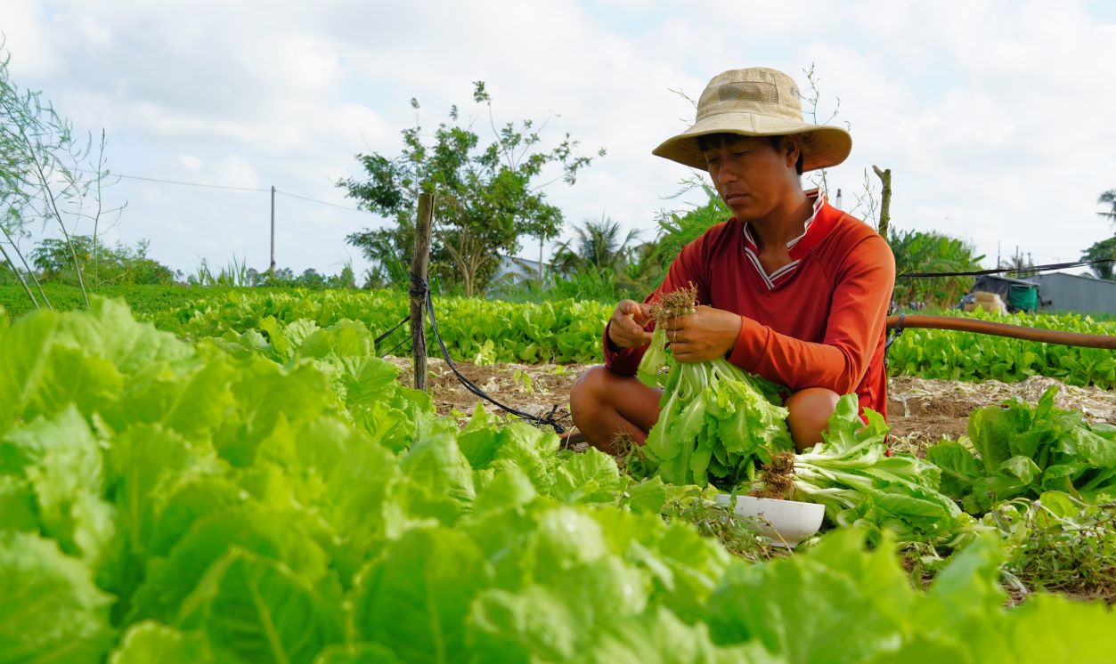 Vegetable prices are low, farmers do not make a profit