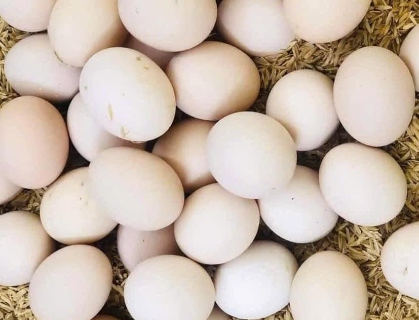 Eat eggs for breakfast properly to help control blood sugar. Photo: Kieu Vu