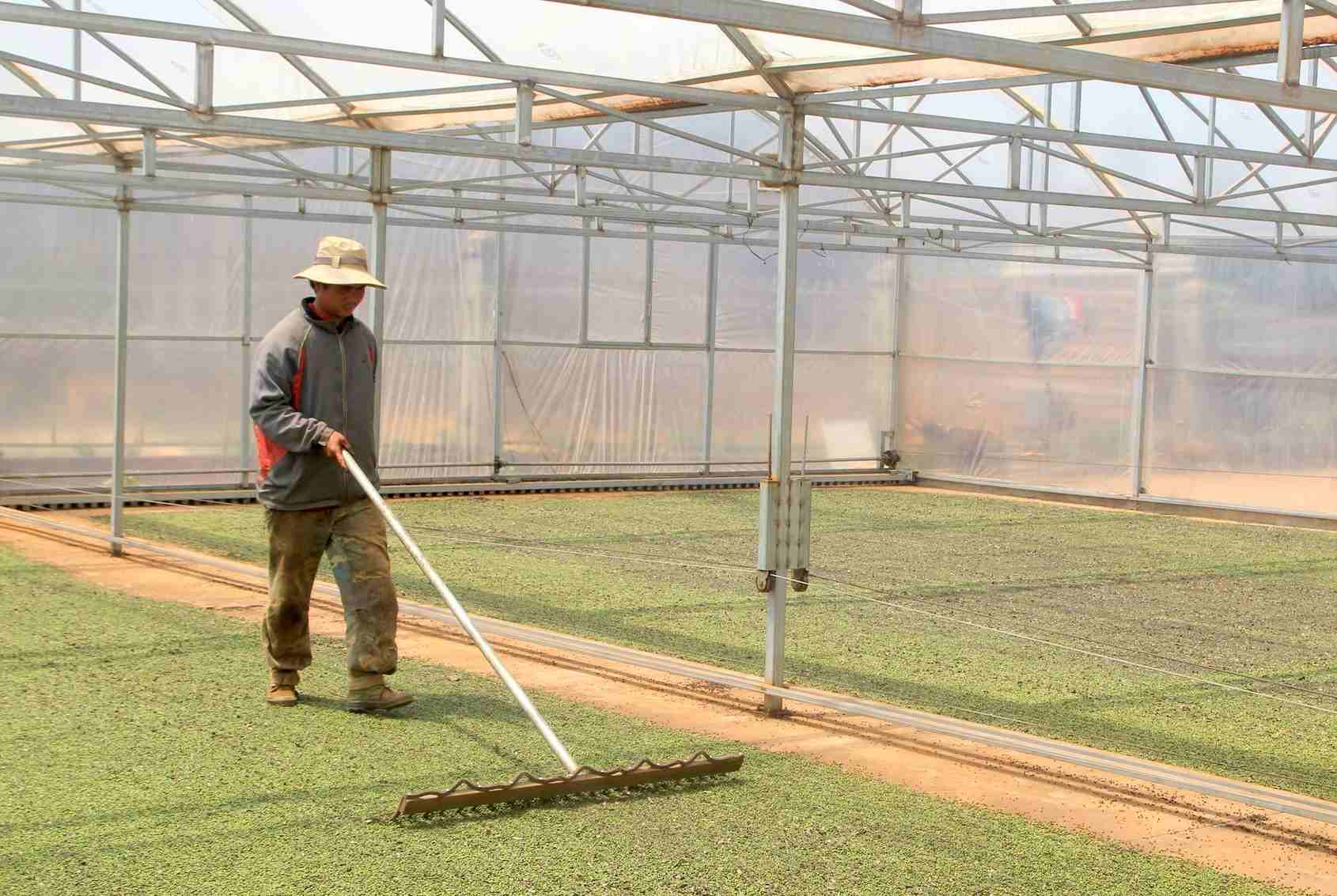 The farms, businesses, and cooperatives in Dak Nong are struggling to prepare for drying and preserving pepper. Photo: Bao Lam