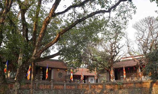 Bảo vệ màu xanh cho Di tích Quốc gia đặc biệt Đền Cao An Phụ. Ảnh: Công Hoà