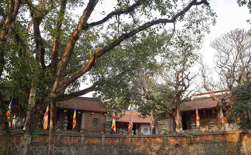 Protecting the green color of Cao An Phu Temple National Special Monument. Photo: Cong Hoa