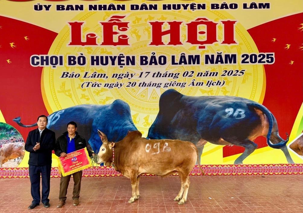 Lãnh đạo UBND huyện Bảo Lâm trao thưởng nhất hạng B tới tay chủ của “đấu sĩ bò” tới từ thị trấn Pác Miầu. Ảnh: Khánh Duy.