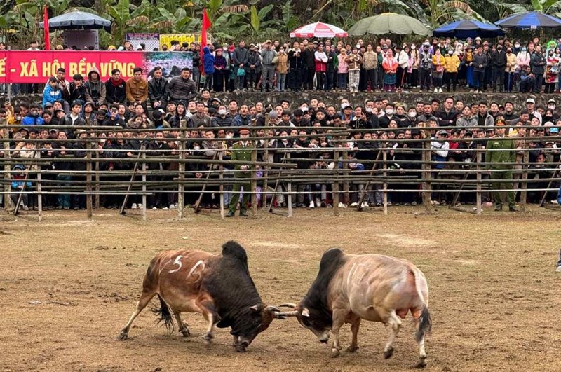 Crowding in the cold rain to watch the spring cow fight in Cao Bang