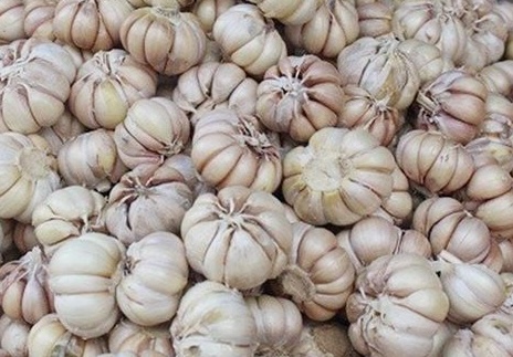 Eating garlic properly will effectively support liver detoxification. Photo: Kieu Vu