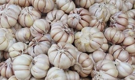 Ăn tỏi đúng cách sẽ hỗ trợ giải độc gan hiệu quả. Ảnh: Kiều Vũ