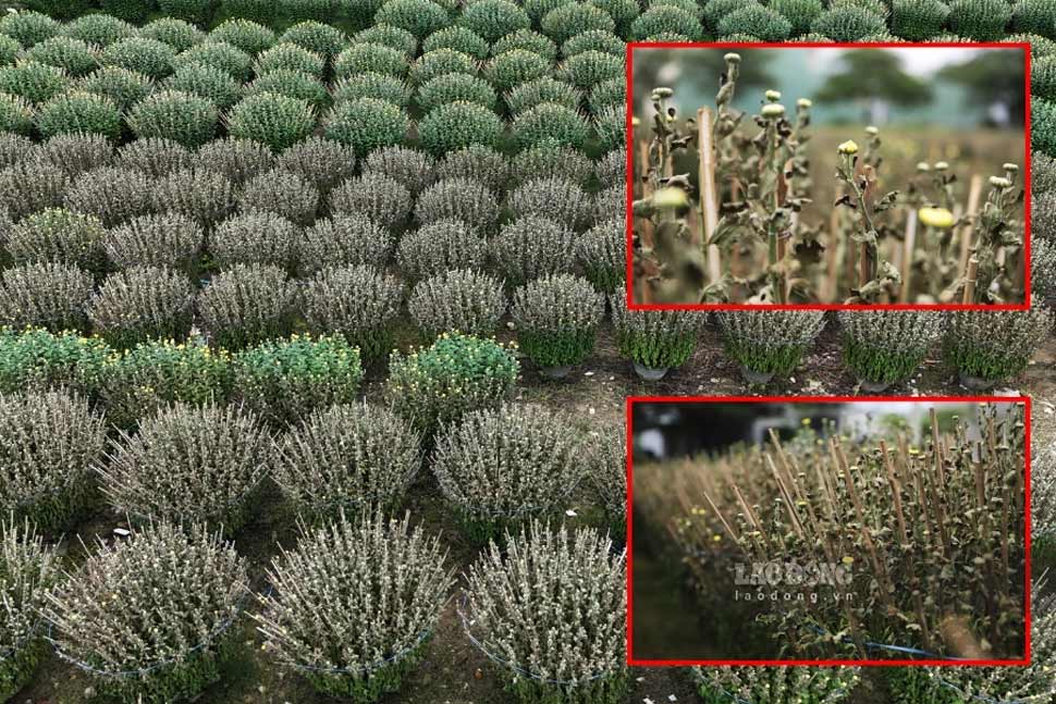 More than 300 pots of Tet flowers died unexpectedly overnight, leaving Binh Dinh chrysanthemum workers penniless. Photo: Hoai Luan