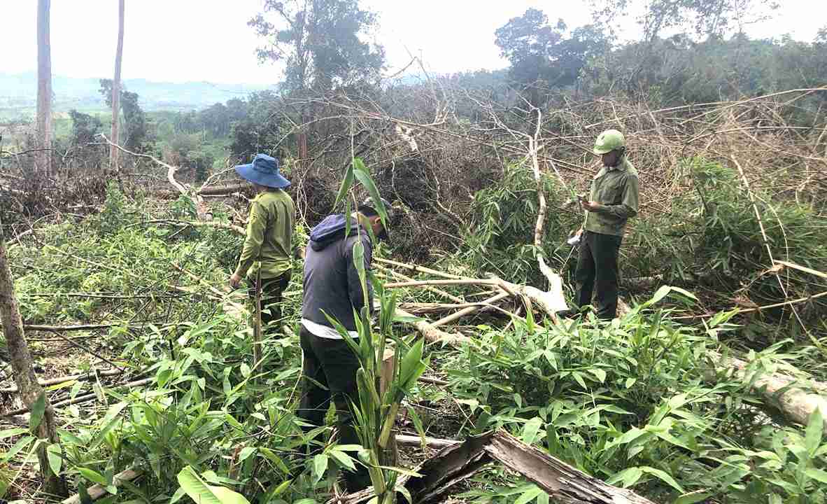 The scene of a case of deforestation for a forestry plantation under the management of Ea Kar Forestry Company. Photo: Quang Vinh