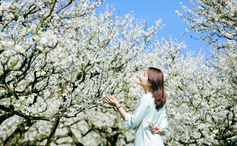 Tourists take photos to check-in Moc Chau plum blossoms. Photo: Le Hai