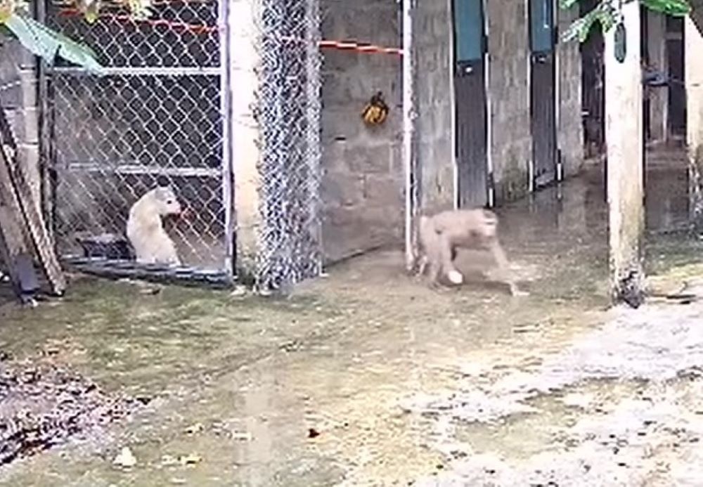 The monkey entered the barn to get food from the animal and fled. Photo: Anh Vu