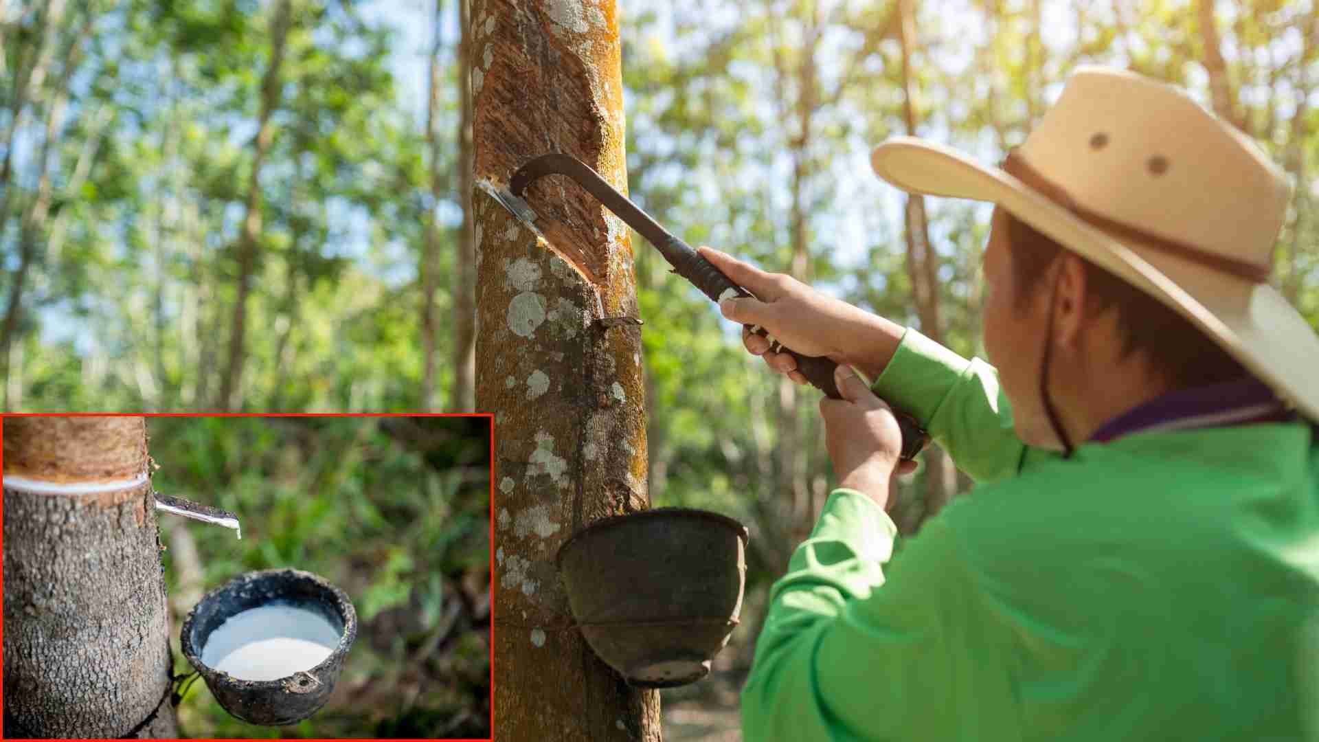 Due to the Lunar New Year holiday, Vietnam's rubber export activities have decreased quite sharply in the first month of 2025. Graphics: Thach Lam