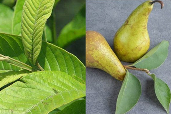 Guava and pear leaves both contain nutritional components and health-ening compounds. Graphics: Huu Vu