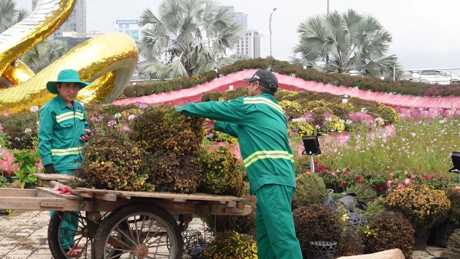 Da Nang people regret the flower road in Da Nang being damaged. Photo: Tran Thi