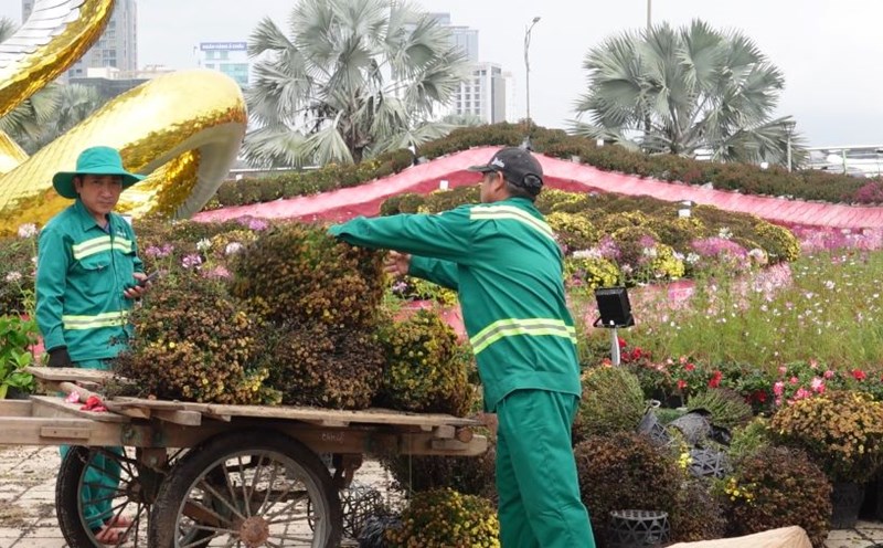 Da Nang people regret the flower road in Da Nang being damaged. Photo: Tran Thi
