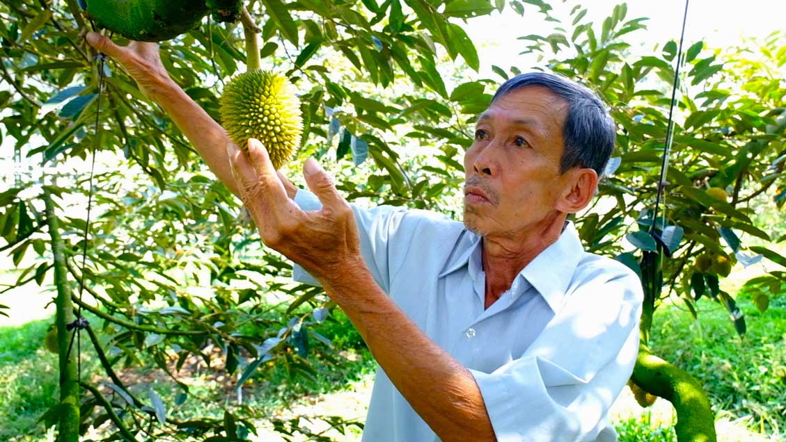 Farmers in Phong Dien district, Can Tho city are actively taking care of their durian gardens after the impact of unseasonal rain.