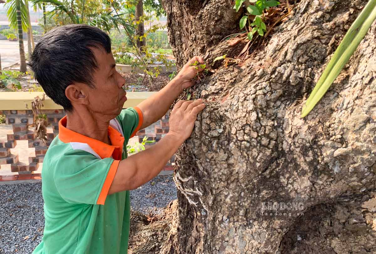 “Hai cap cay gao va nhan di san vua duoc cong nhan la cay di san co y nghia rat lon voi nguoi dan lang Van Loc chung toi. De bao ton cac cay, nguoi dan trong lang cung nhau chung tay bao ton, nang cao nhan thuc bao ve, bao ton cay xanh trong cong dong“, ong Nguyen Van Phuc (xa Xuan Giang, huyen Xuan Truong) cho biet.